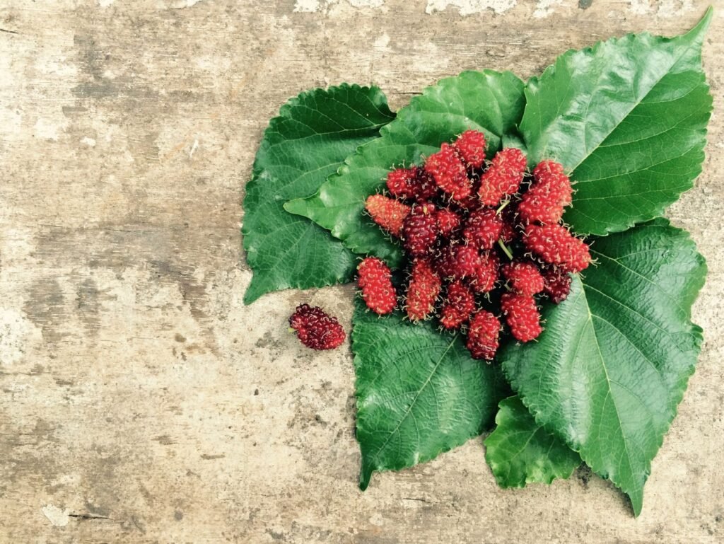 Mulberries