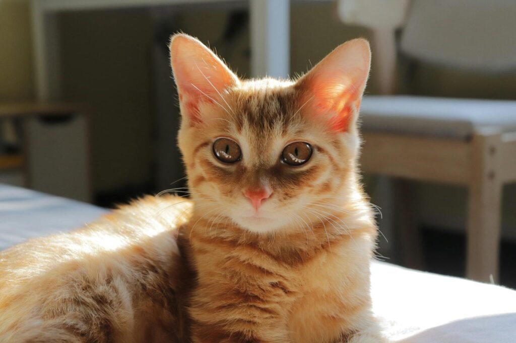 Munchkin