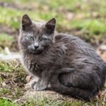 Nebelung