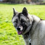 Norwegian Elkhound