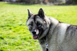 Norwegian Elkhound