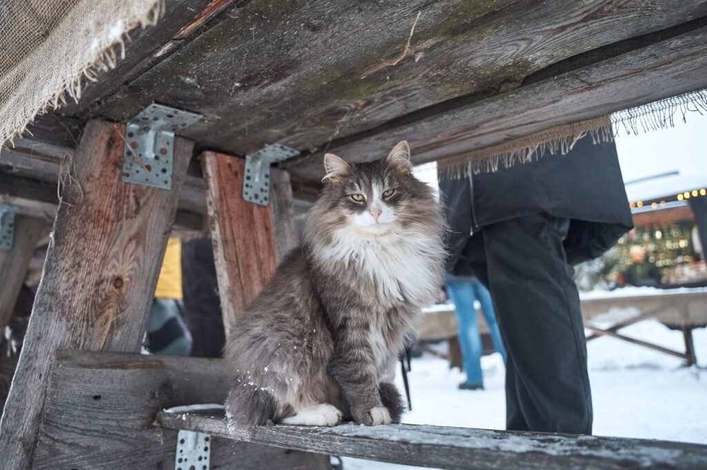 Norwegian Forest Cat