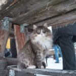Norwegian Forest Cat