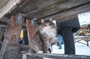 Norwegian Forest Cat