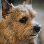 Norwich Terrier