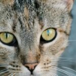 Ocicat