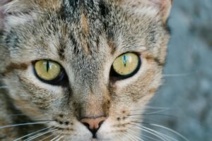 Ocicat