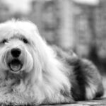 Old English Sheepdog