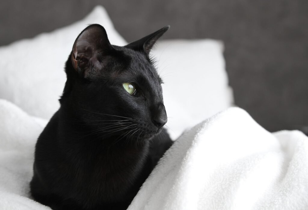 Oriental Shorthair