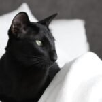 Oriental Shorthair