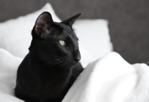 Oriental Shorthair