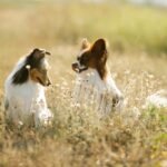 Papillon