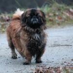 Pekingese