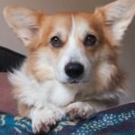 Pembroke Welsh Corgi