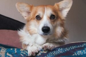 Pembroke Welsh Corgi