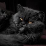 Persian