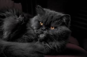 Persian