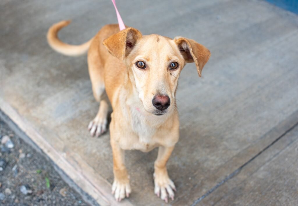 Pet Adoption Readiness Quiz