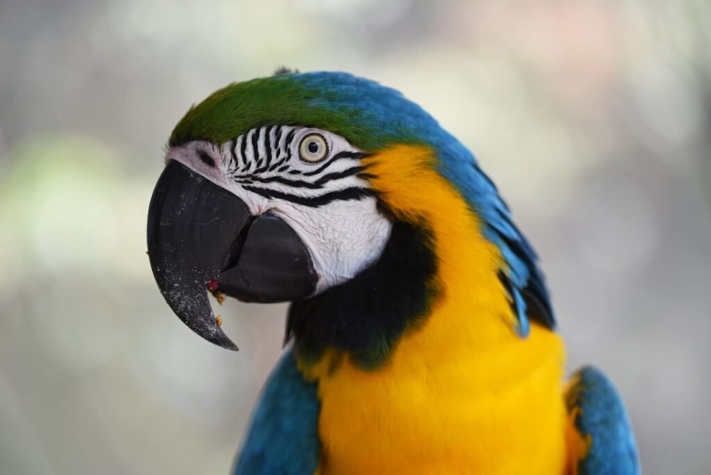 Pet bird supplies + care guides for Irish keepers