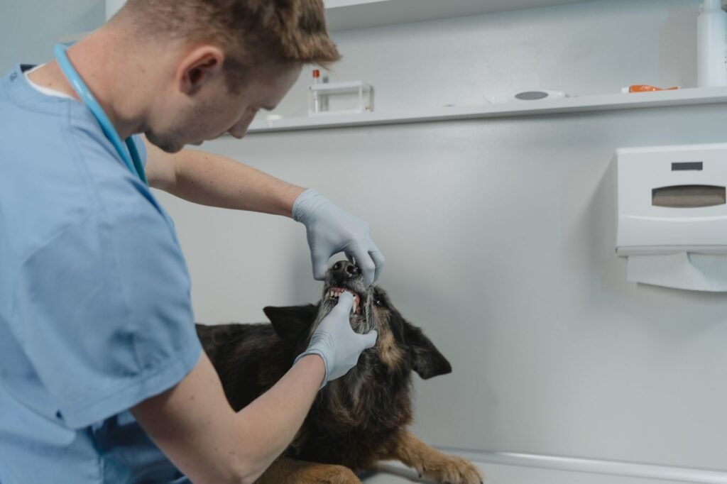 Pet Dental Care Schedule