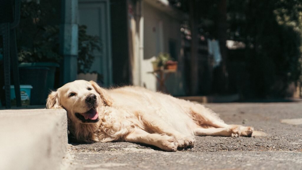 Pet Heatstroke Risk Calculator