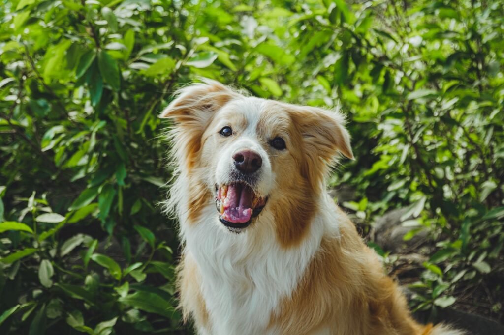 Pet Insurance Premium Estimator