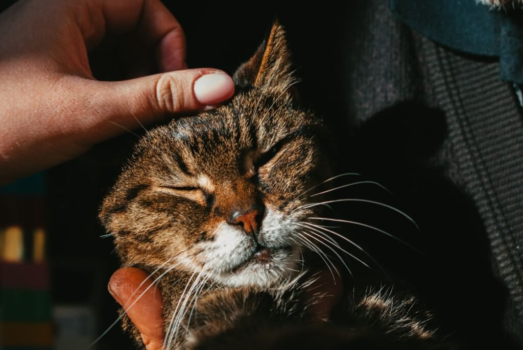 Pet Life Expectancy Calculator