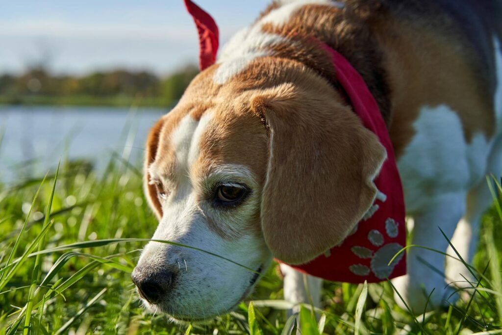 Pet Name Generator