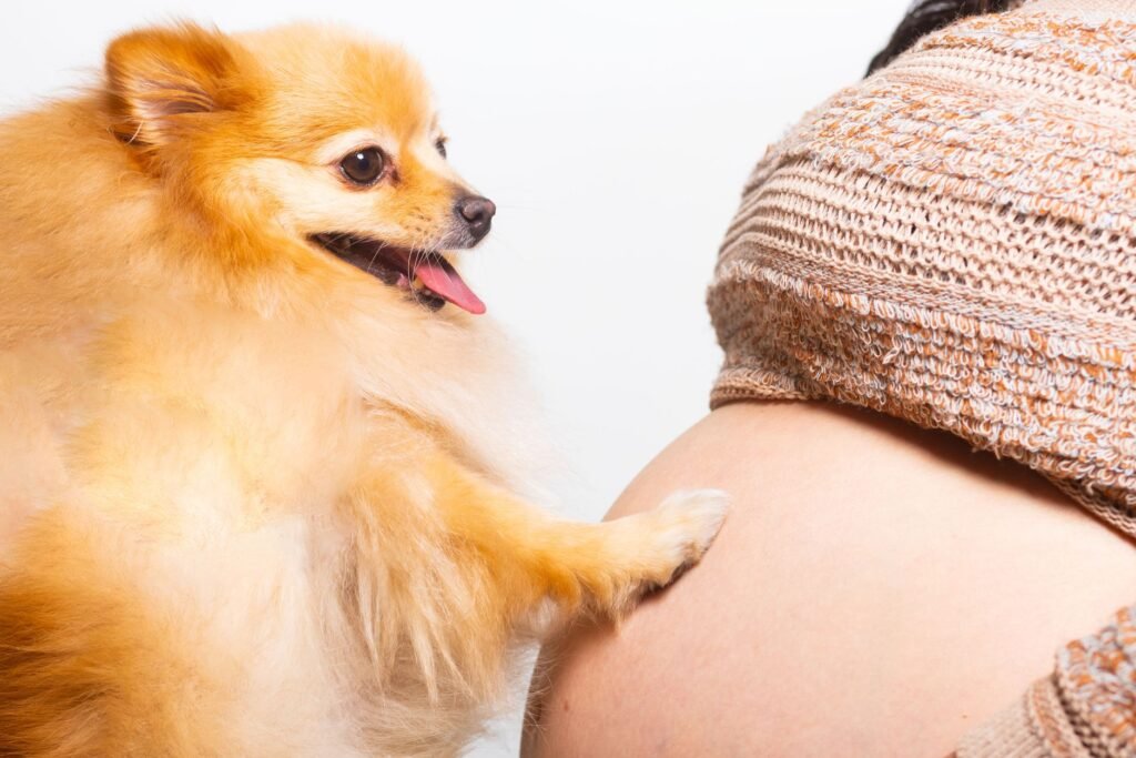 Pet Pregnancy & Gestation Tracker
