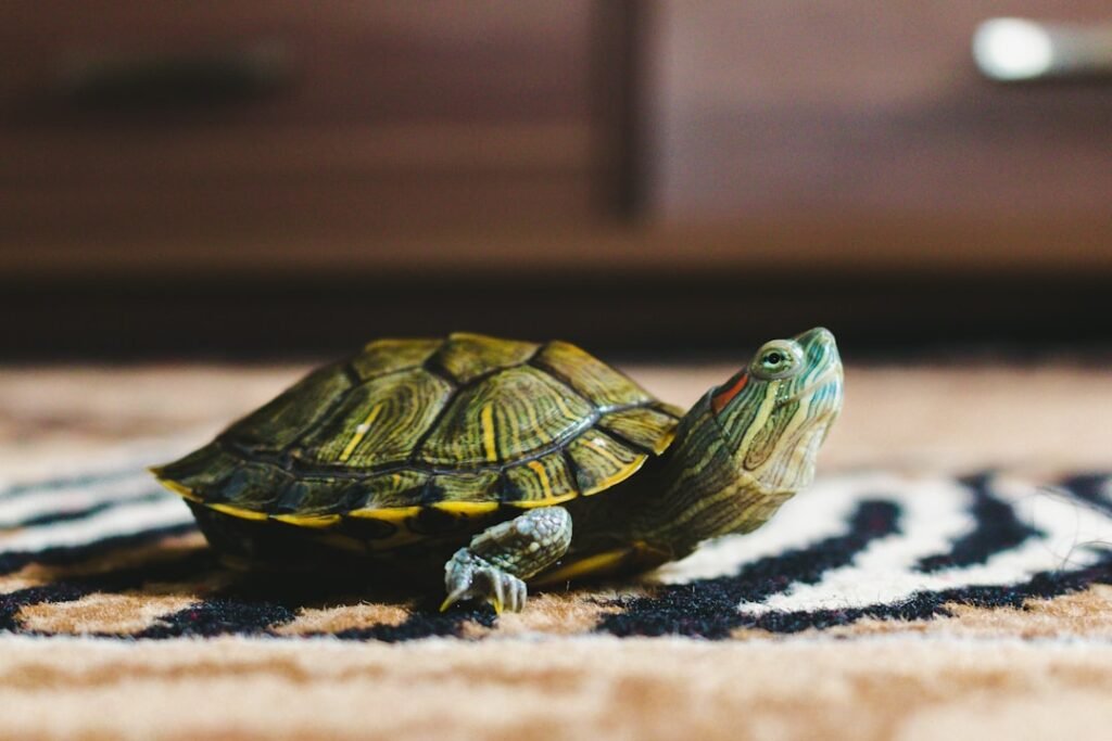 Reptile supplies + care guides for Irish keepers