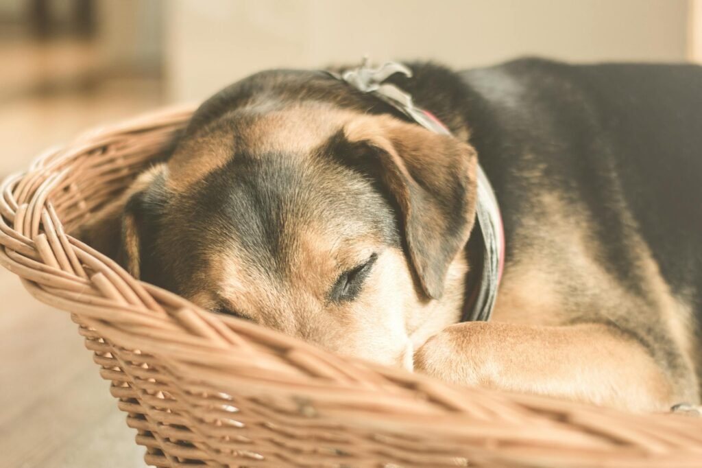 Pet Sleep Needs Calculator