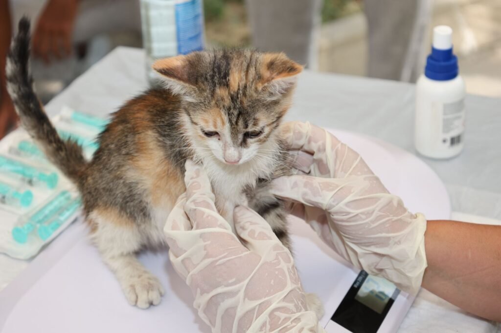 Pet Vaccine Schedule Builder