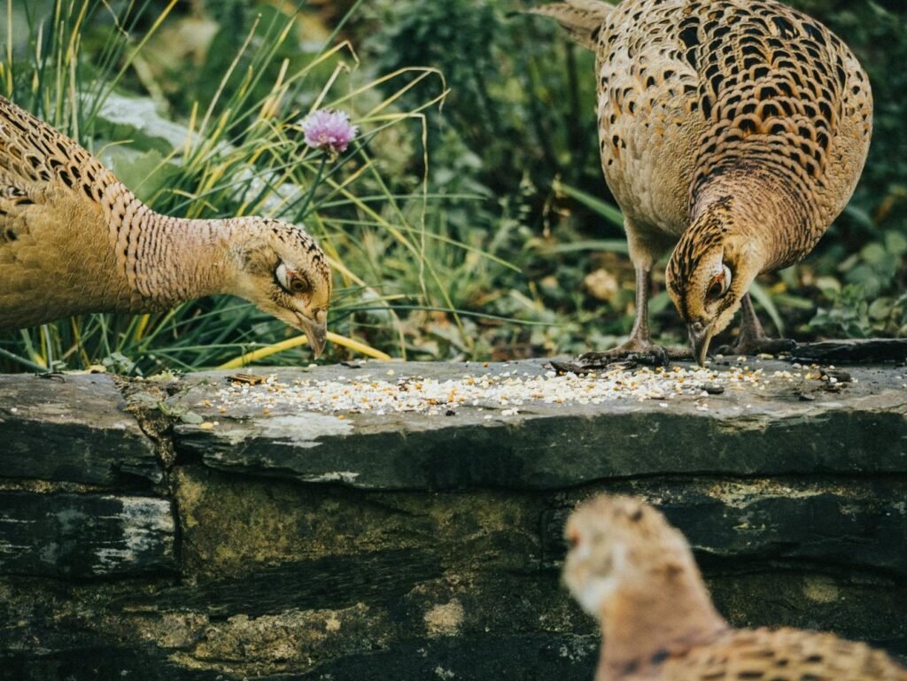 Pheasant