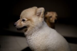 Pomeranian