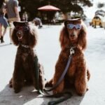 Poodle (Standard)