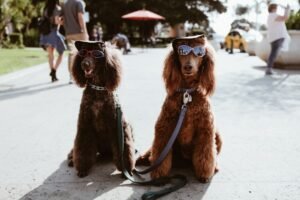 Poodle (Standard)