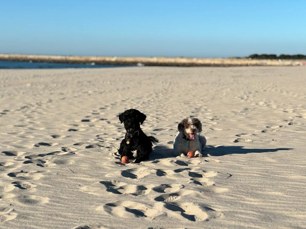 Portuguese Water Dog