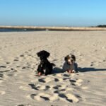 Portuguese Water Dog