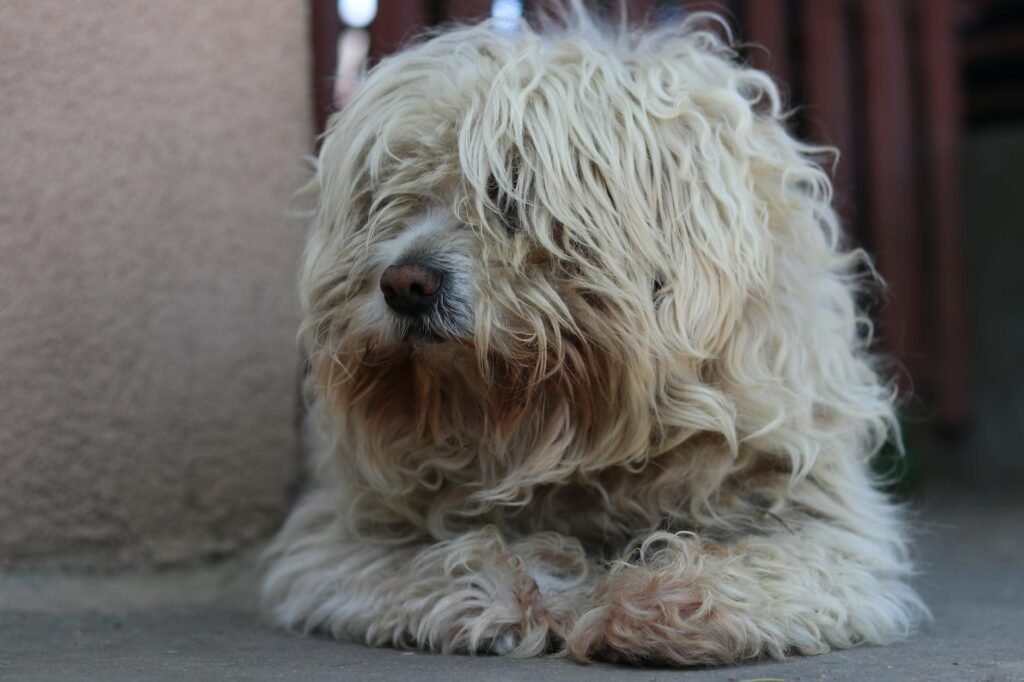 Puli