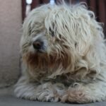 Puli