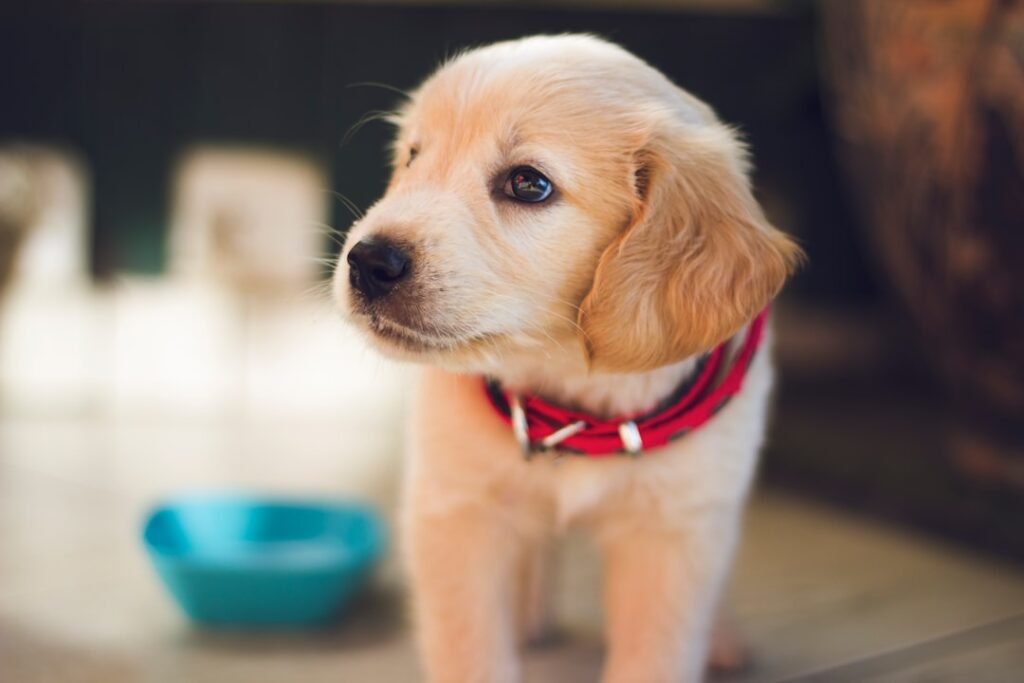 Puppy essentials — your day-one + week-one checklist