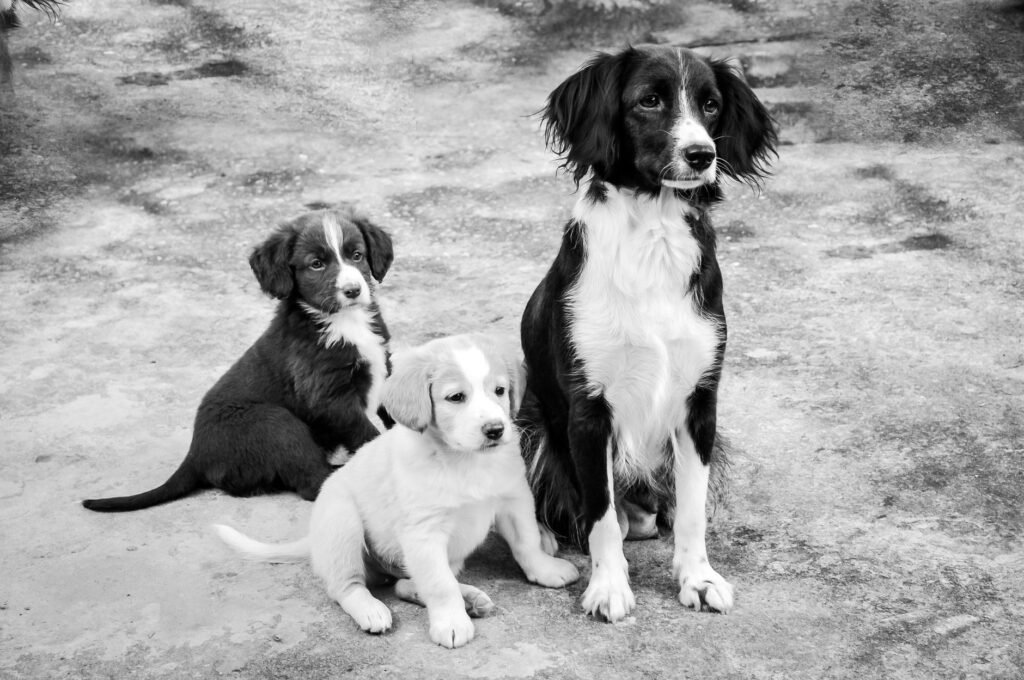 Puppy Growth & Adult Weight Predictor