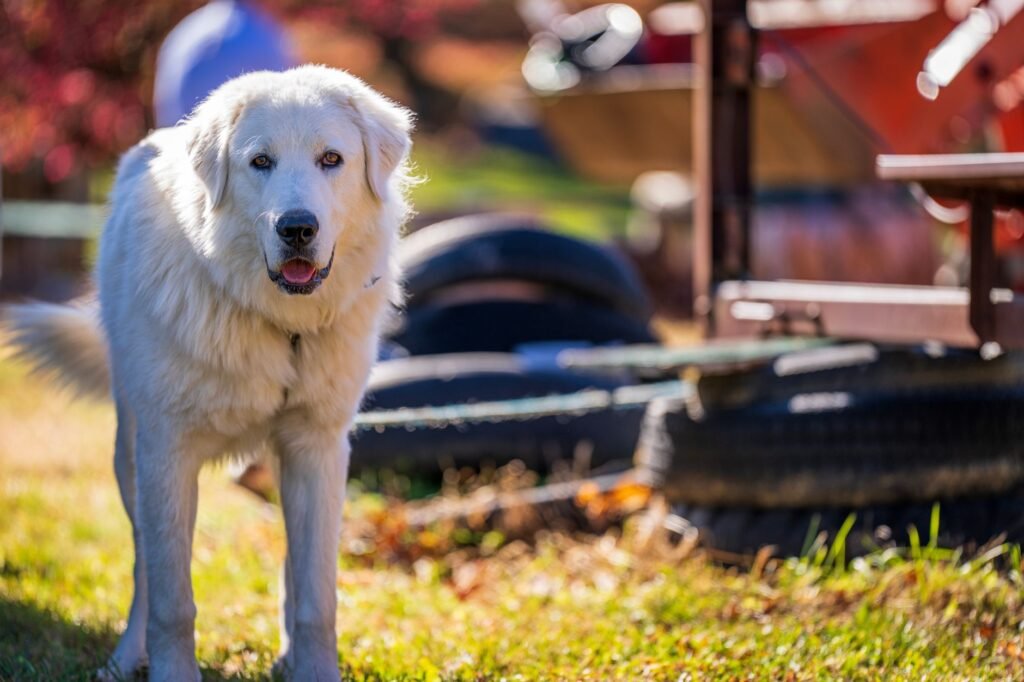 Pyrenean Mountain Dog (Great Pyrenees)