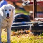 Pyrenean Mountain Dog (Great Pyrenees)