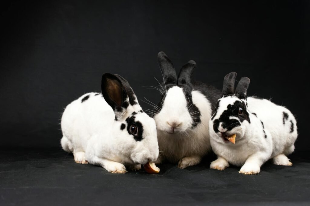Rabbit