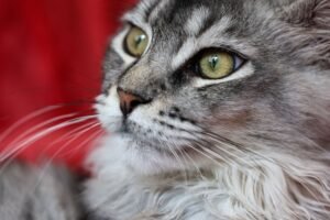 Ragamuffin