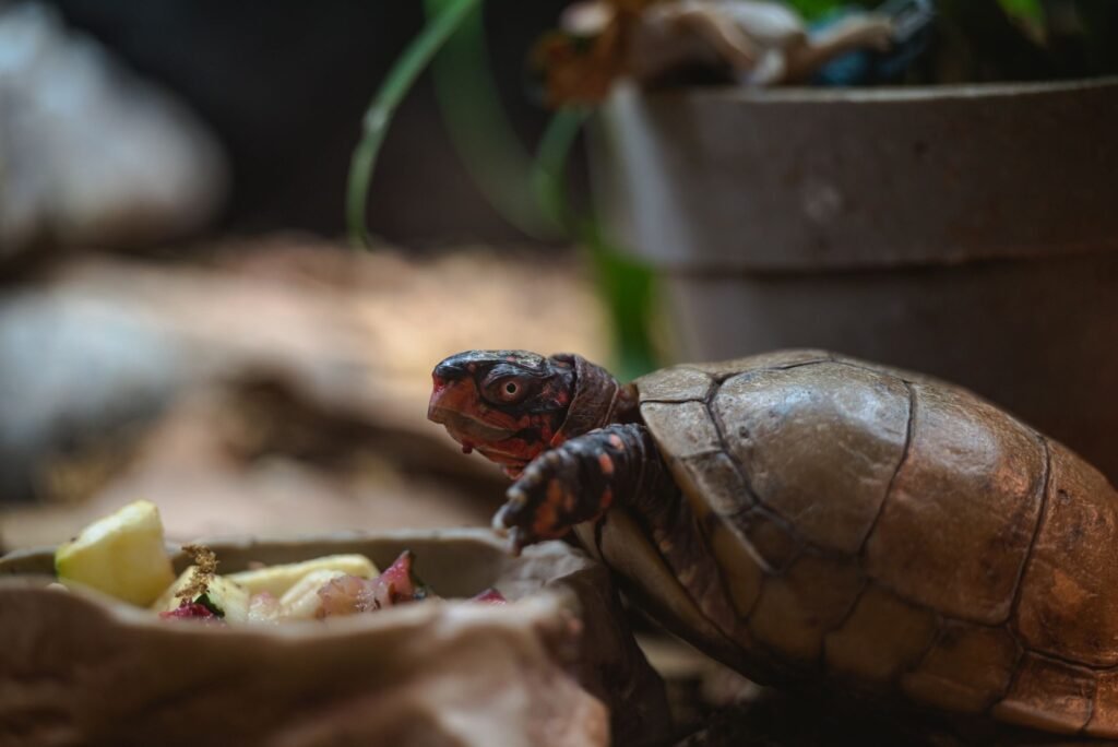 Reptile food & feeders — get nutrition right or watch them suffer