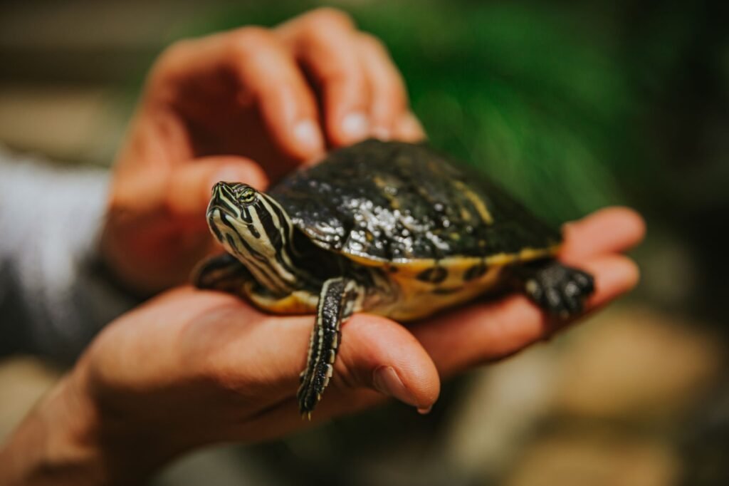 Reptile health & care โ prevent the preventable