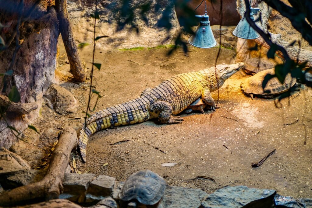 Reptile heating & lighting — get this right or nothing else matters