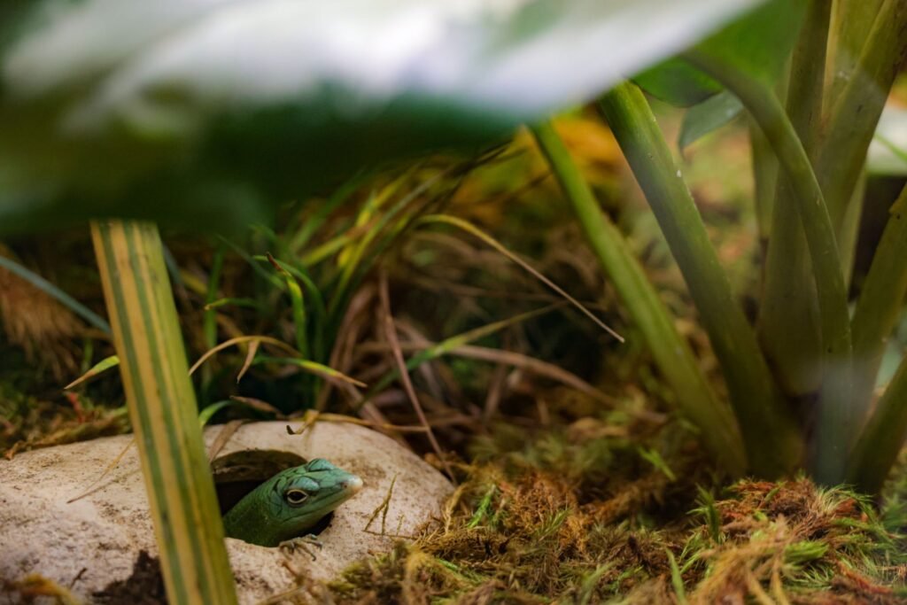 Reptile hides & decor — three hides minimum, climbing optional